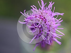 Purple Liatris Spicata, Blazing Star, Macro. Copy Space. photo