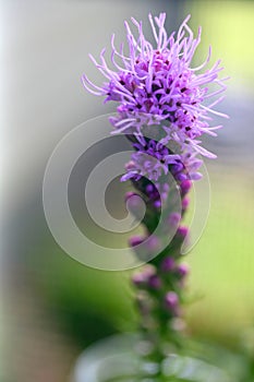 Purple Liatris Spicata, Blazing Star, Macro. Copy Space. photo