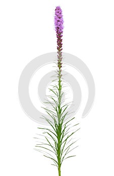 Liatris spicata flower