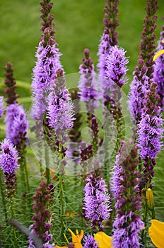 Liatris spicata flowers in the garden photo