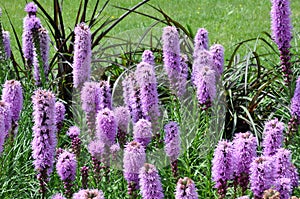 Liatris spicata flowers photo