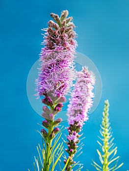 Liatris spicata