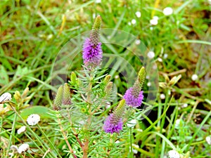 Liatris Spicata Gayfeather, a species of flower found in Kaas Plateau photo