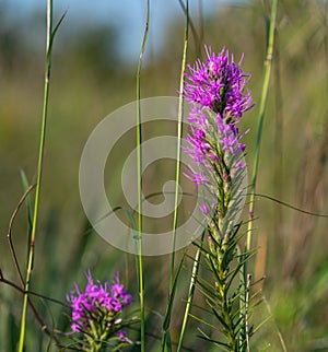 Liatris spicata or Gayfeather or Blazing Star photo