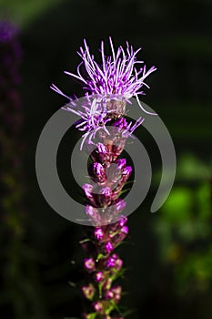 Liatris spicata Willd