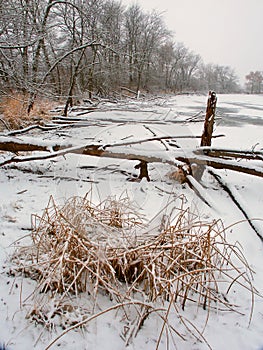 Lib Conservation Area Winter Scene