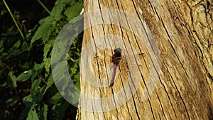 Libelle Dragon-Fly Nature