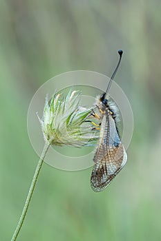 Libelloides coccajus