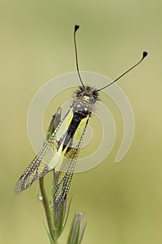 Libelloides coccajus