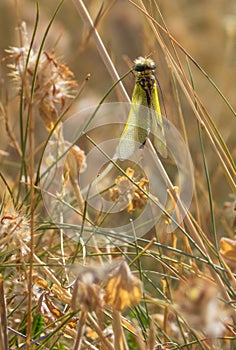 Libelloides cunii on dry vegetation
