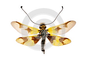 Libelloides macaronius on white background