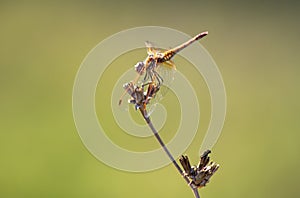 libellula color oro