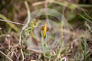 libellula color oro photo