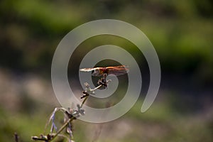 libellula con sfondo verde photo