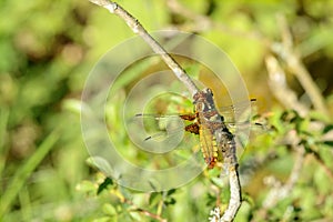 Libellula depressa photo