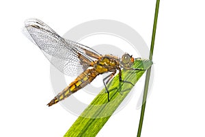 Libellula depressa (female) - dragonfly (Broad-bodied chaser)