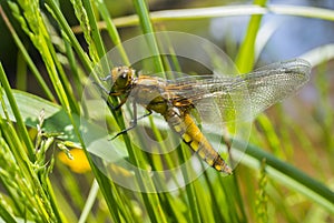 Libellula depressa (female) - dragonfly (Broad-bodied chaser) photo