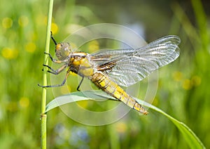 Libellula depressa (female) - dragonfly (Broad-bodied chaser) photo