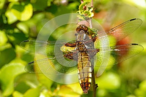 Libellula depressa, a female specimen, on a Chaenomeles branch