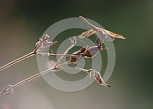 libellula di color oro e nero photo