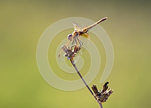 libellula dorata sopra un ramo secco