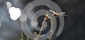 Libellula, dragonflly on salicornia