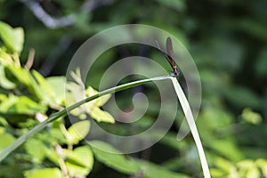 libellula in punta alla foglia photo