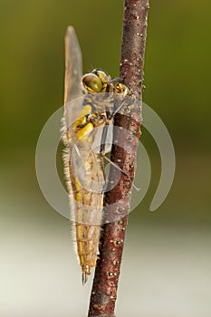 Libellula quadrimaculata