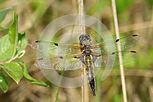 Libellula quadrimaculata