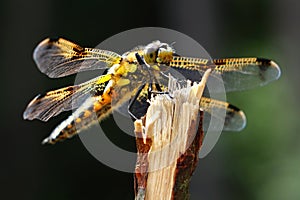 Libellula quadrimaculata