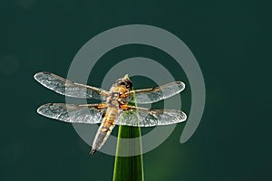 Libellula quadrimaculata dragonfly photo