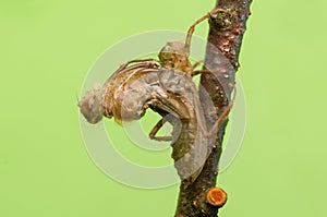 Libellula quadrimaculata photo