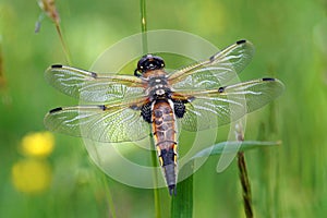 Libellula quadrimaculata, a very beautiful dragonfly with iridescent colors