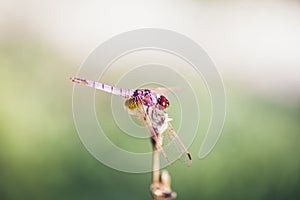 libellula rossa e oro photo