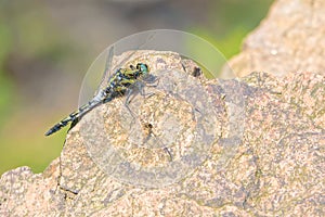 Libellulidae dragonfly