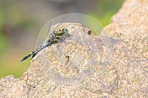 Libellulidae dragonfly photo