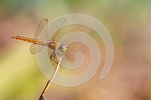 Libellulidae dragonfly perching on a perch with blurred background photo