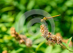 Libellulidae dragonfly resting on a leaf