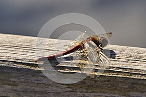 A Libellulidae, red male Sympetrum sanguineum or ruddy darter dragonfly on background of old wood photo
