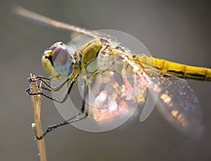 Libelula amarilla photo