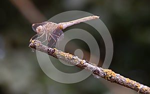 Libelula balanced on dry branch photo