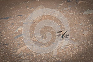 Libelula on the floor of the desert photo