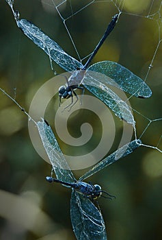 Libelulas atrapadas en tela de araÃÂ±a - dragon-fly photo