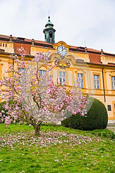 Liben Castle in Rococo style in spring with magnolia tree