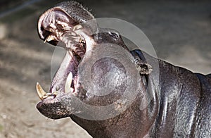 Liberian Hippo (Hexaprotodon liberiensis)