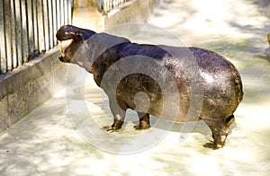 Liberian pygmy Hippo Africa cloven-hoofed musculature mythology