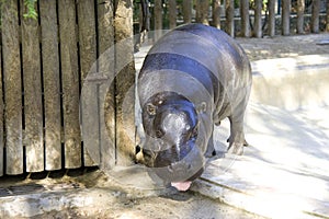 The Liberian pygmy hippopotamus nostrils fangs reserve Africa