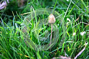 A liberty cap mushroom Psilocybe semilanceata photo