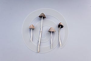 Liberty cap, Psilocybe semilanceata flat lay. Psychodelic, hallucinogen mashroom