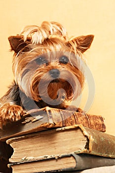 The Librarian Dog photo